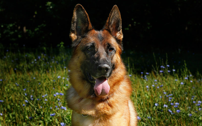 pastor aleman - Las 5 razas de perros más inteligentes