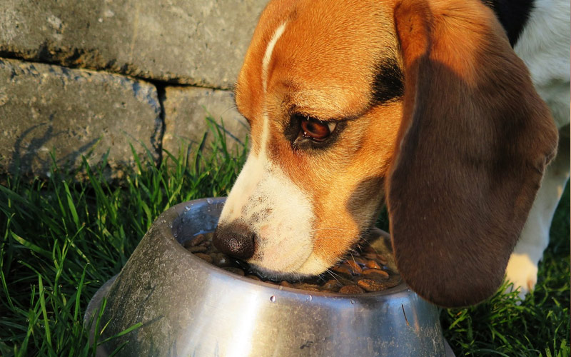 Ventajas del pienso sin cereales para perros - Tienda Veterinaria Blog