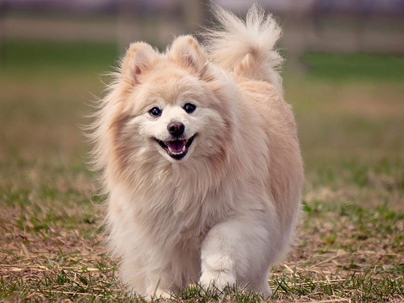pomeranian - Las razas de perros más pequeños