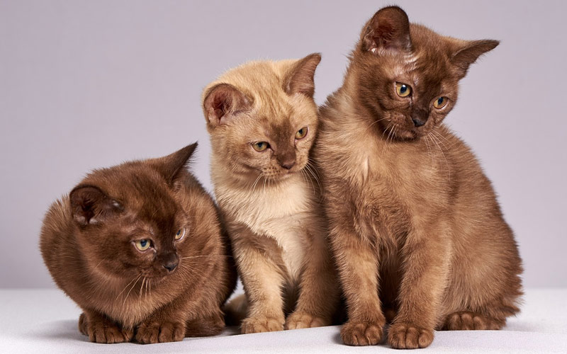 razas de gatos - Las razas de gatos más impresionantes