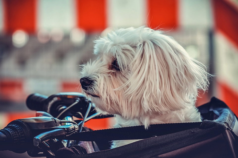 razas de perros pequeños - Las razas de perros más pequeños