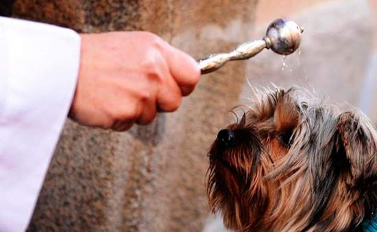 san anton bendicion mascotas - Animales bendecidos en San Antón