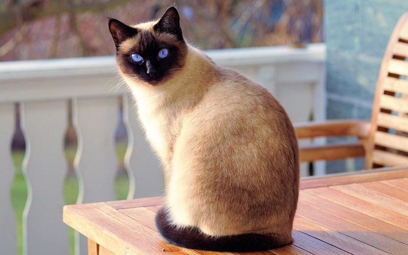 siames - Las razas de gatos más impresionantes