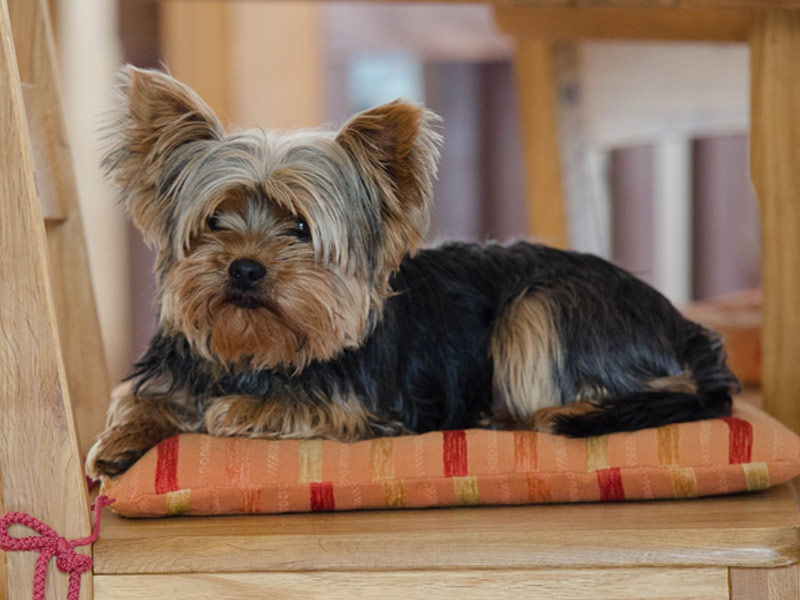 yorkshire terrier - Las razas de perros más pequeños