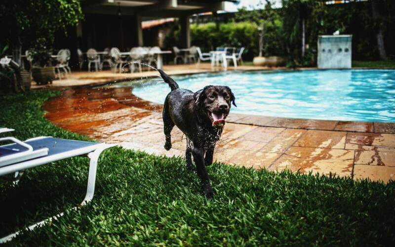 Cómo elegir un buen hotel para perros