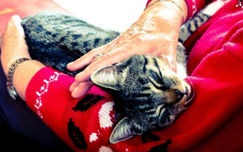 ¿Cuántos años vive un gato? ¿Cuántos años vive un gato?