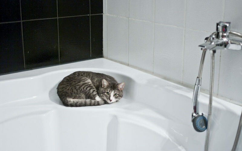 como banar a un gato - ¿Cómo bañar a un gato?