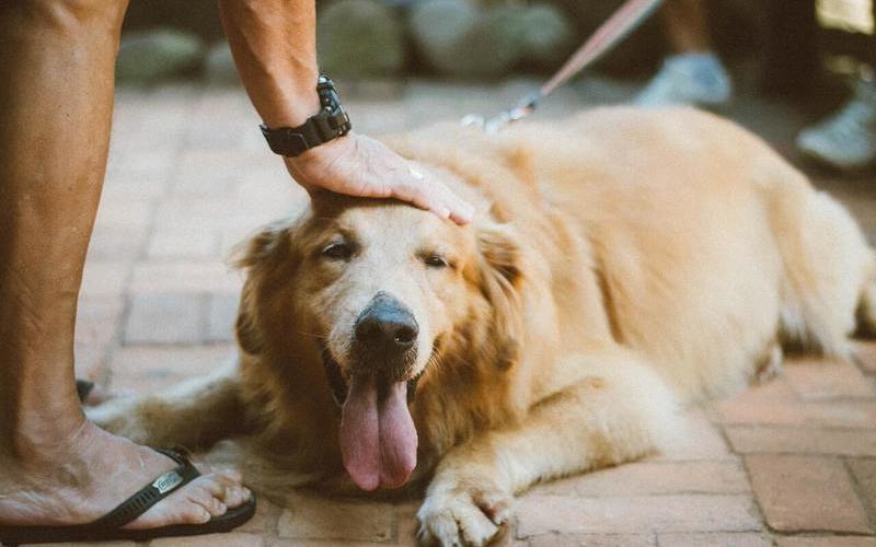 cuidados del golden retriever - El cuidado del Golden Retriever