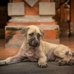 enfermedades-de-perros 10 enfermedades de perros más comunes