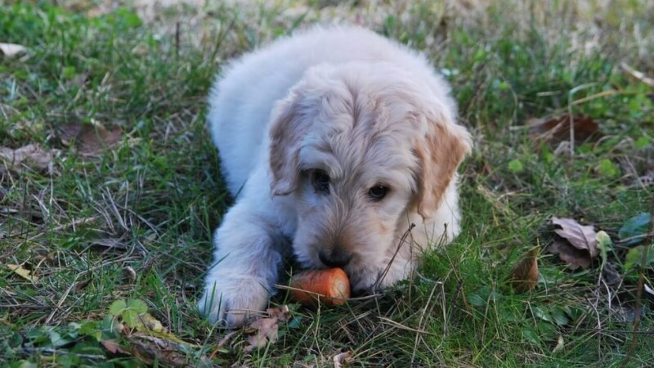 Diez cada Loco Mi perro no quiere comer - Tienda Veterinaria Blog