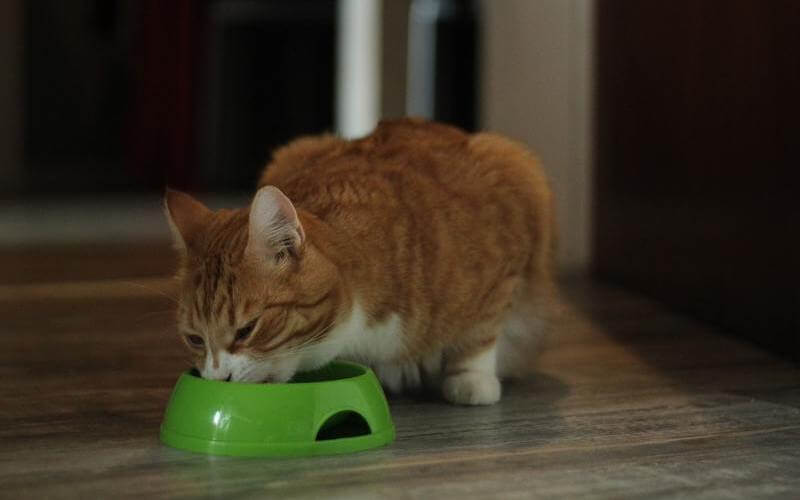que comen los gatos - ¿Qué comen los gatos?