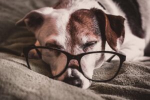 Caracteristicas Del Pitbull Tienda Veterinaria Blog