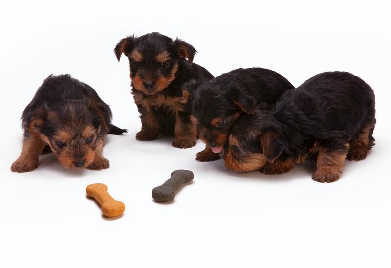 Los mejores piensos para perros