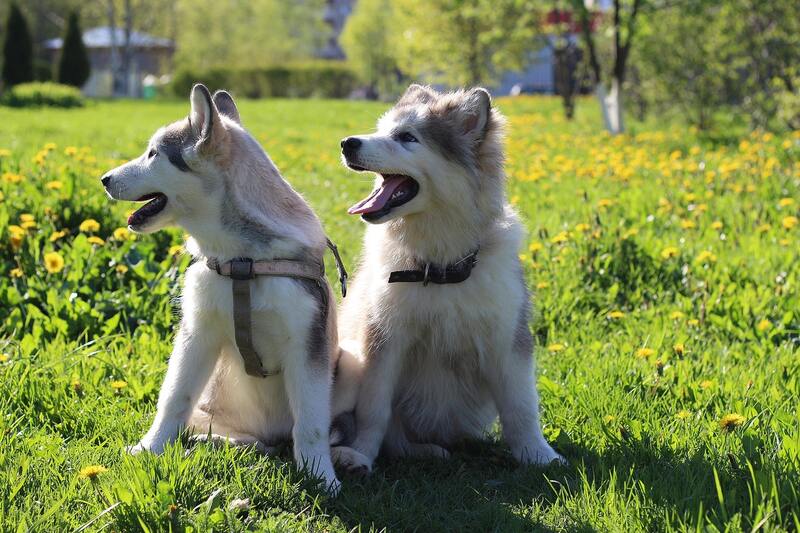 La mejor alimentación de cachorros