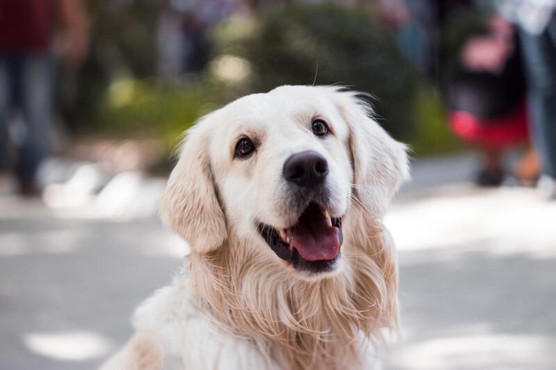 que edad tiene mi perro ¿Qué edad tiene mi perro?