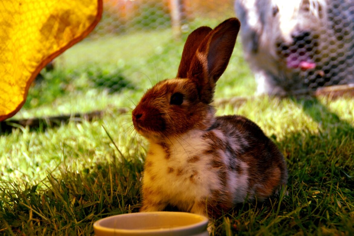 Qué comen los conejos