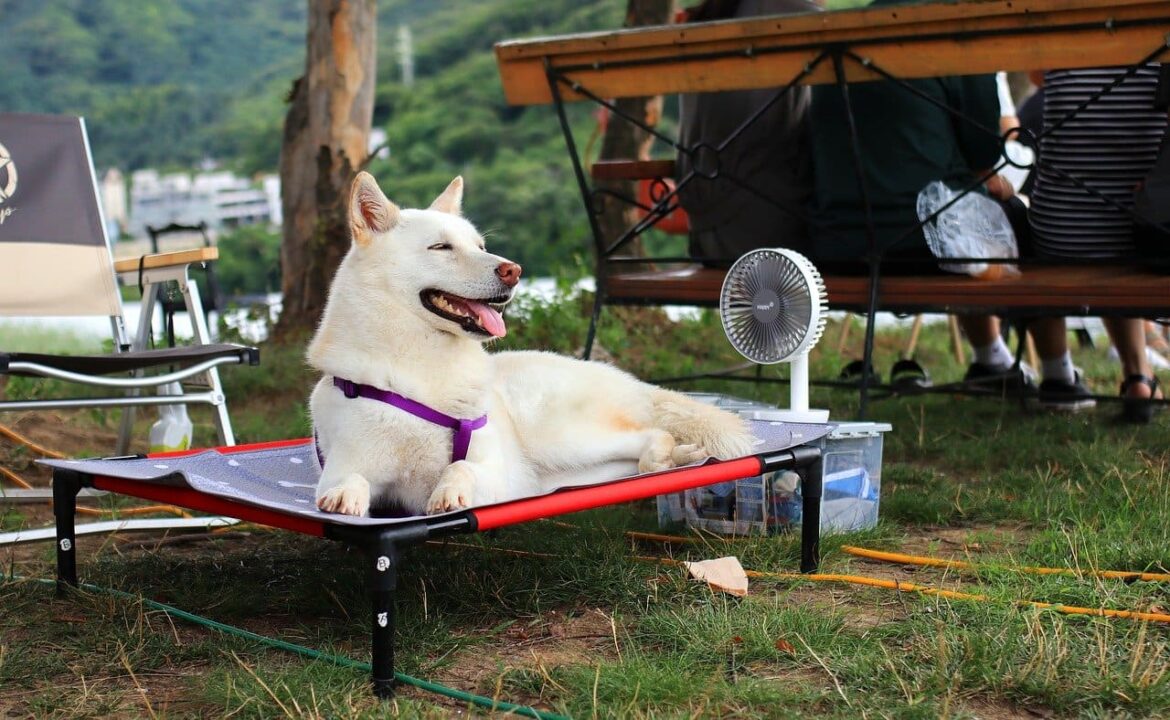Consejos para quitar el calor a un perro