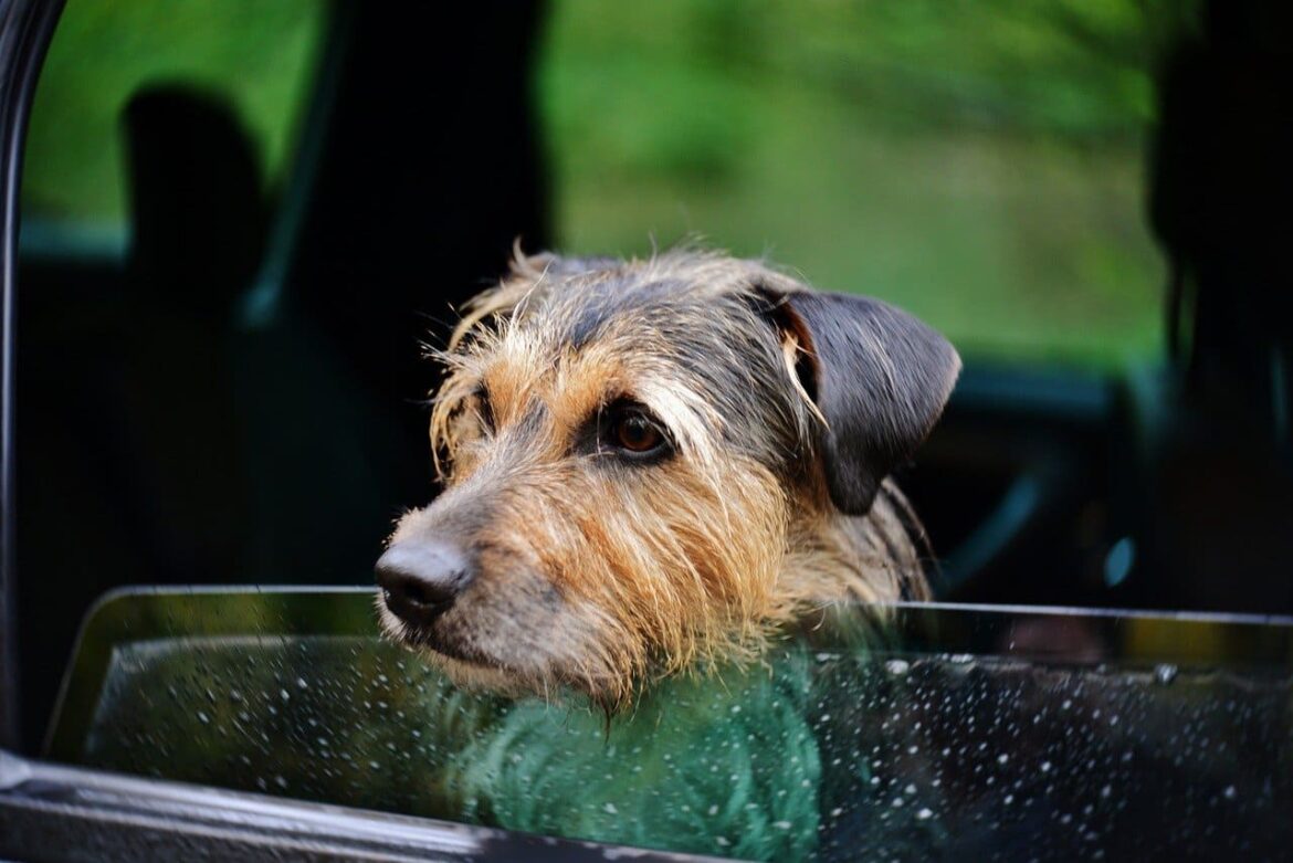 consejos para viajar en coche con perro