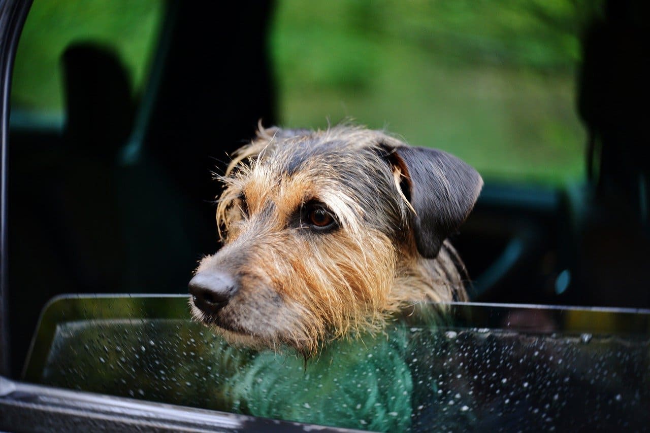 Consejos para viajar en coche con un perro - Tienda Veterinaria Blog