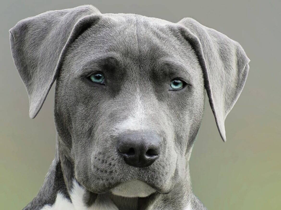 diabetes en perros diabetes en perros