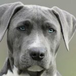 diabetes en perros diabetes en perros