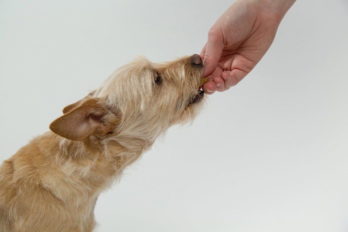 qué pueden comer los perros