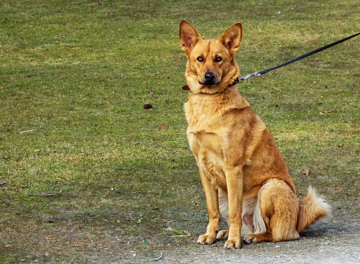 tipos de correas para perros