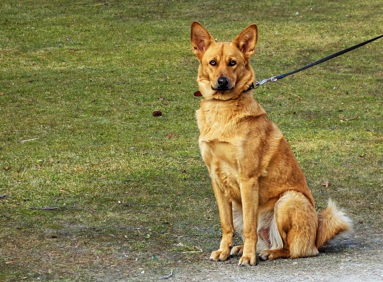 Correas para perros: ¿Cuál es la mejor del 2022? - SINCABLE
