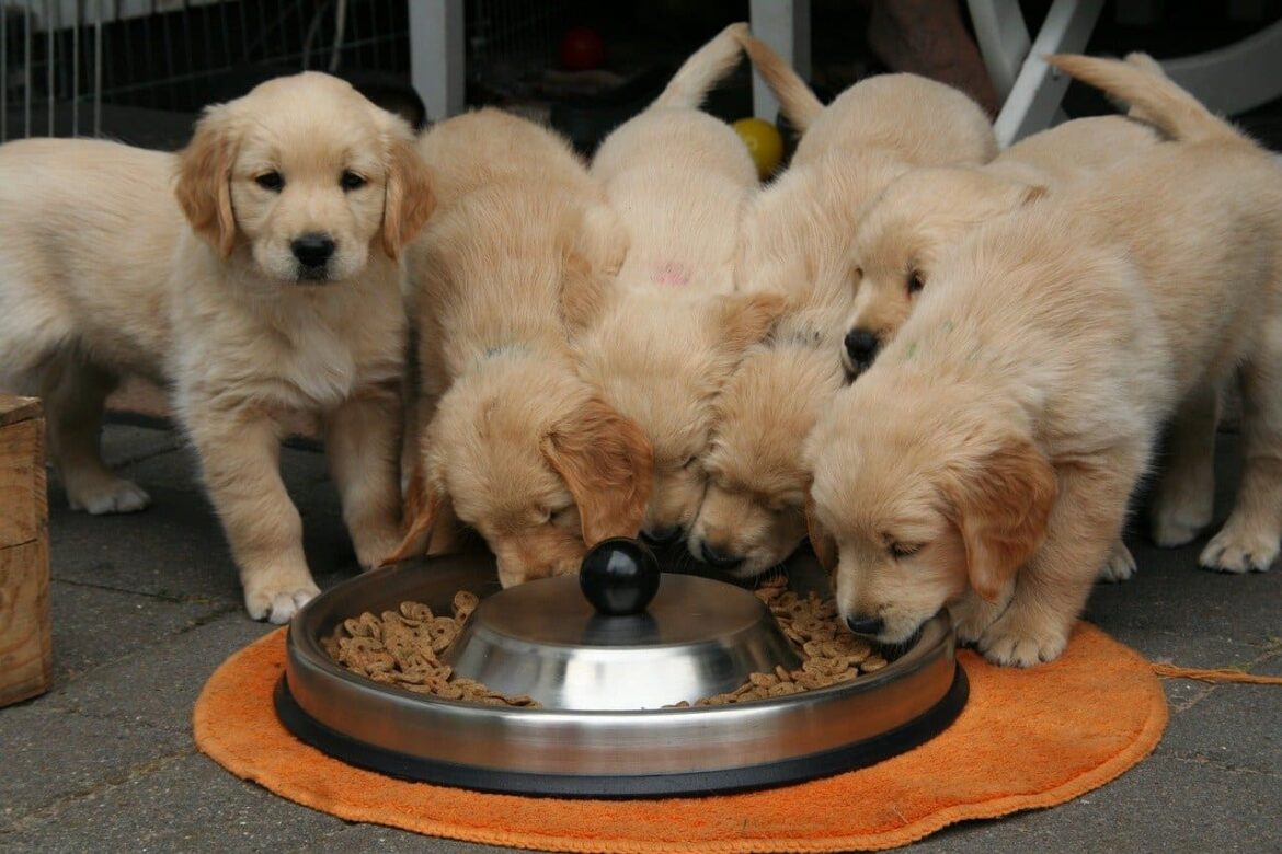 cómo alimentar a un cachorro