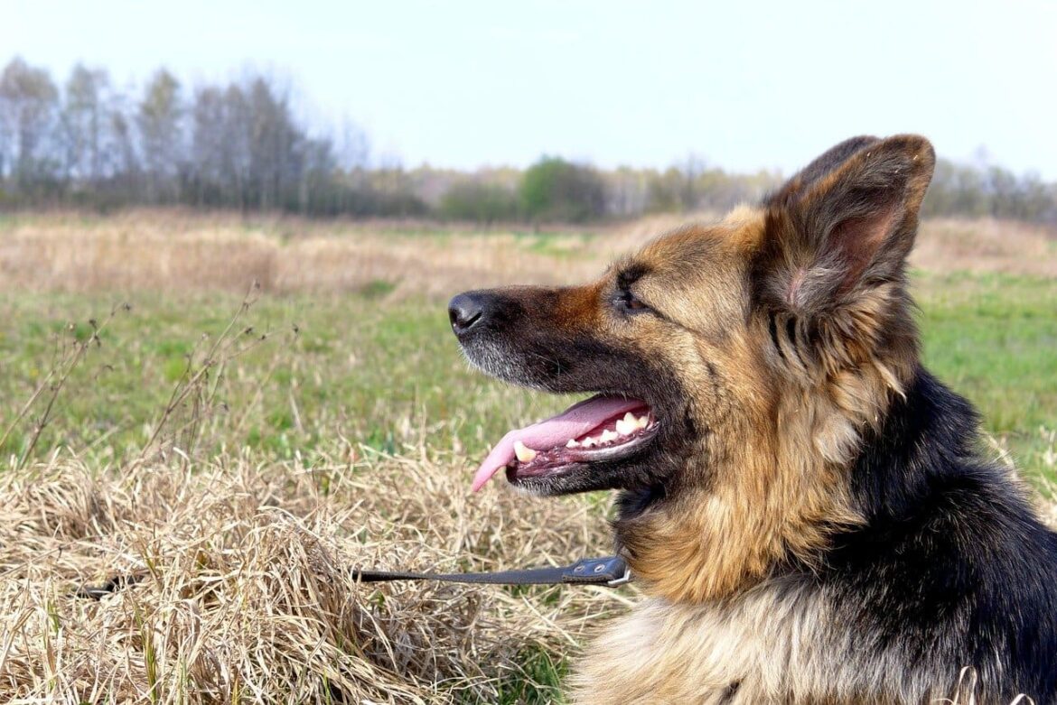 dentadura del perro