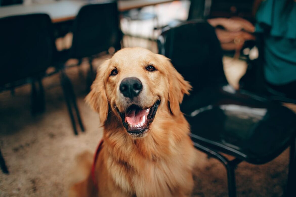 que-son-los-condroprotectores que son condroprotectores para perros