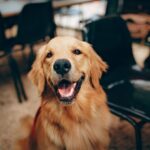 que-son-los-condroprotectores que son condroprotectores para perros