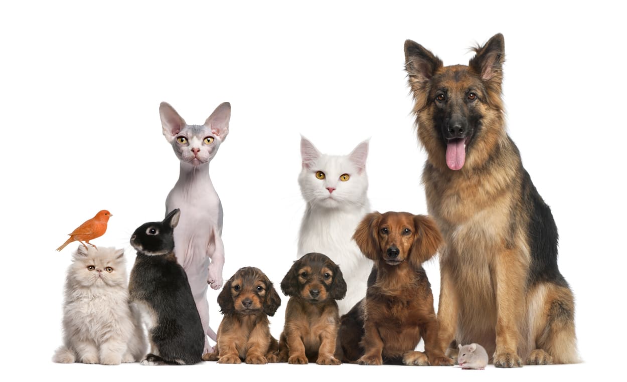 Qué tipo de mascotas se pueden tener en casa? - Tienda Veterinaria Blog