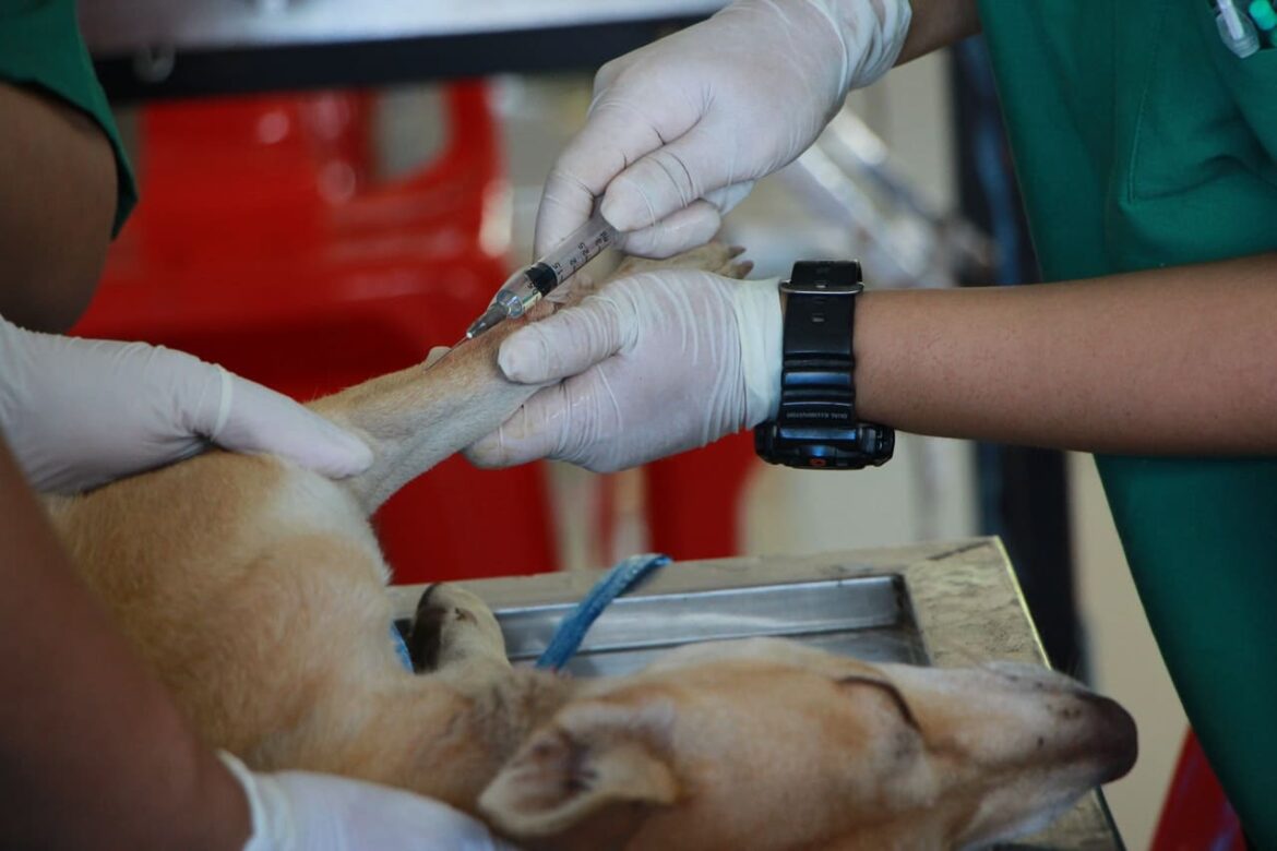 Enfermedades hepáticas en perros