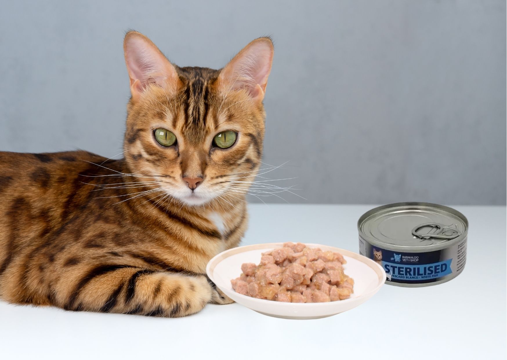 Beneficios de introducir comida húmeda en la dieta de perros y gatos -  Tienda Veterinaria Blog