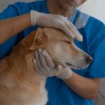 homeopatía en perros