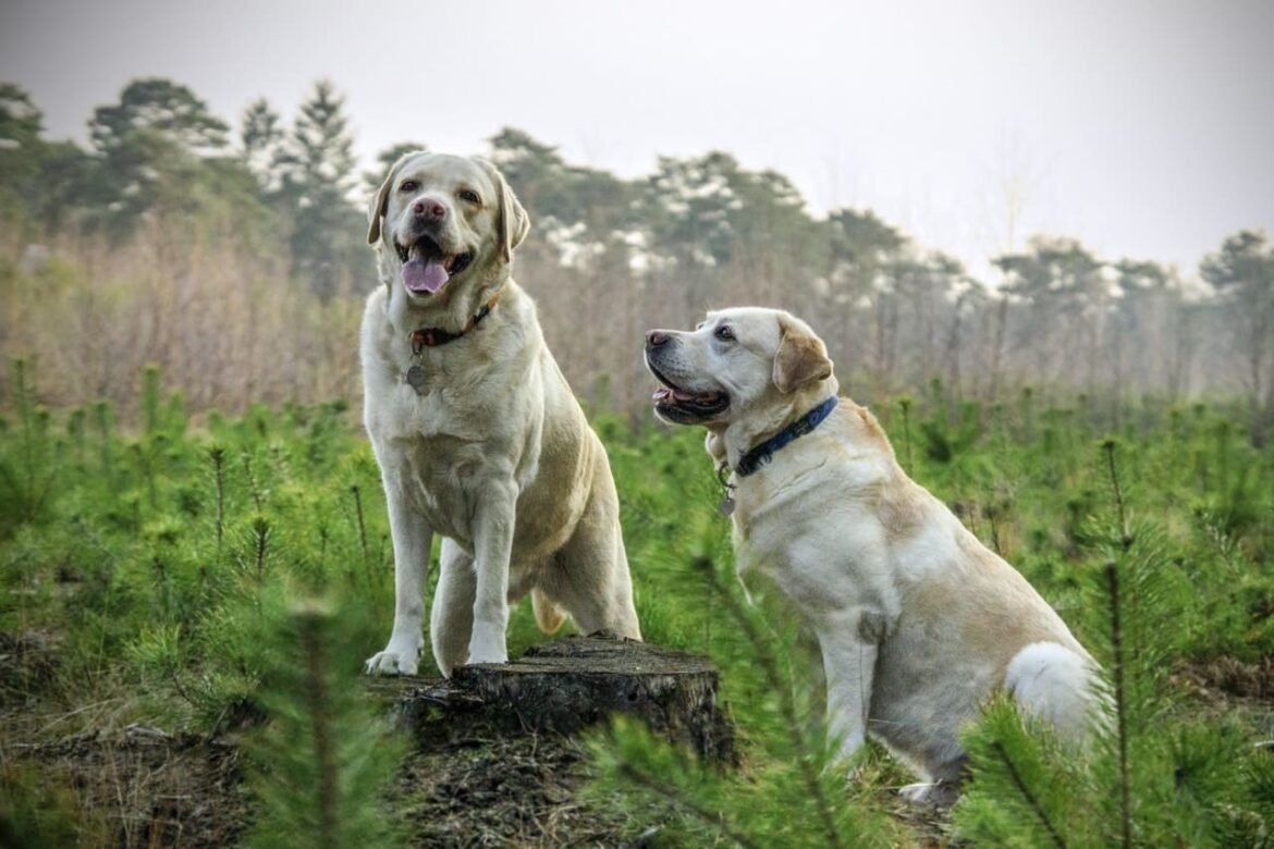 Pulgas y garrapatas en perros