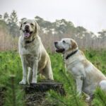 medicamento-para-pulgas-y-garrapatas-en-perros Pulgas y garrapatas en perros