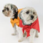 Cuando-ponerle-ropa-a-tu-perro vestir a los perros ¿bueno o malo?