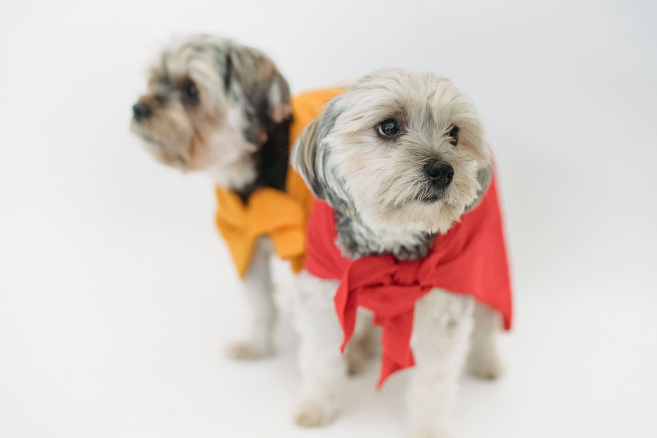 Vestir a los perros: ¿Es bueno o malo? - Tienda Veterinaria Blog