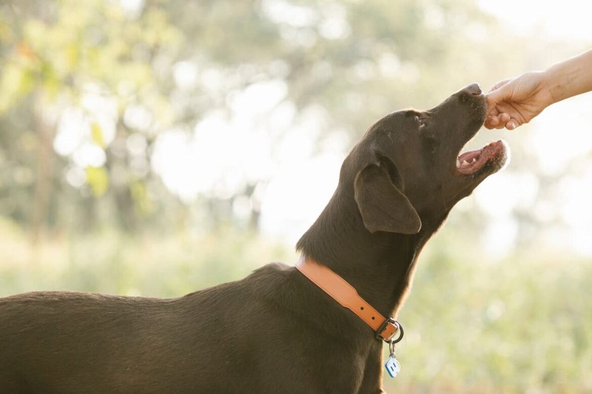 alimentación para perros obesos