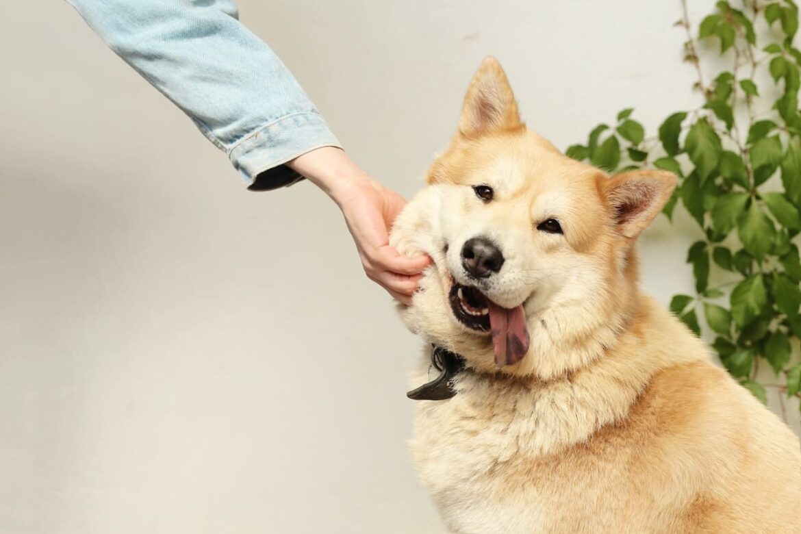 obesidad en perros