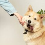 sobrepeso-en-perros obesidad en perros