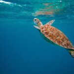 como cuidar una tortuga como cuidar una tortuga