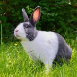 tipos de jaulas para conejos tipos de jaulas para conejos