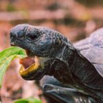 Tipos de Alimentación Para Tortugas Tipos de Alimentación Para Tortugas