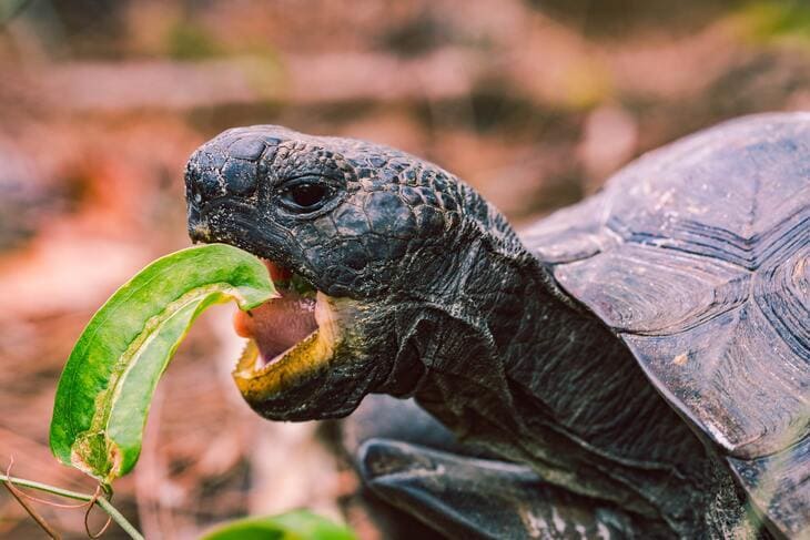 Tipos de Alimentación Para Tortugas