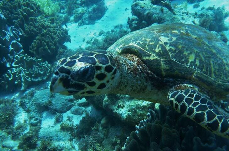 enfermedades tortugas de agua