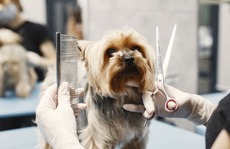 Como  Peinar o Cepillar a Un Perro  Tienda Veterinaria Blog