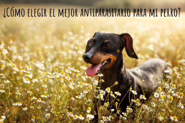 blog - ¿Cómo elegir el mejor antiparasitario para mi perro?